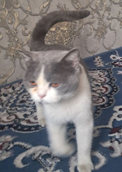 Britsh shorthair mushugi