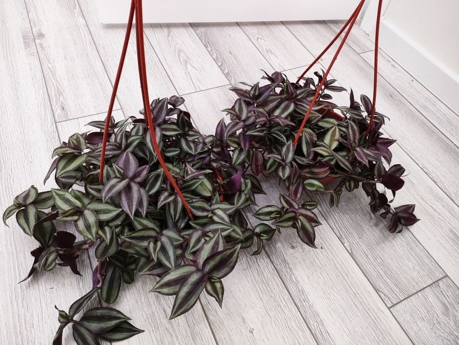 Цветы комнатные!!!  Есть доставка