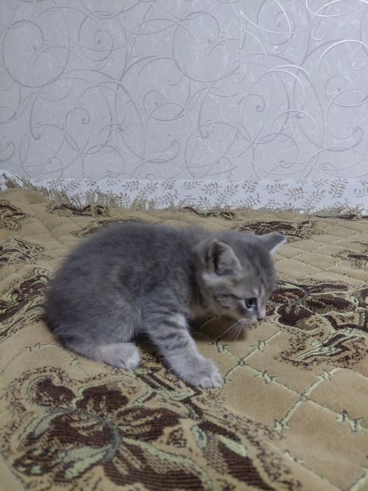 Отдам в добрые руки