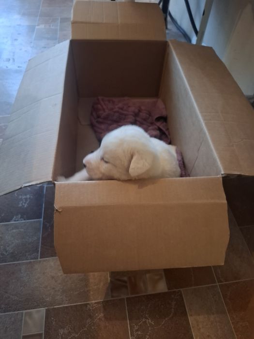 Продам алабая  сучка