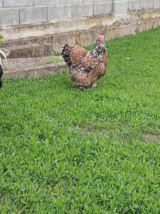 Vind puii găină brahma PORȚELAN.
