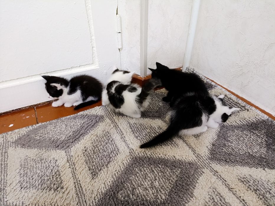 Kotyata, Mushuk котята мушук