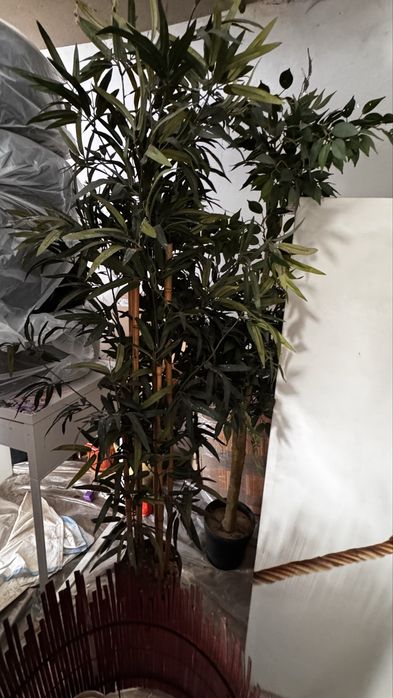 Продаю высокие растения икеа ikea