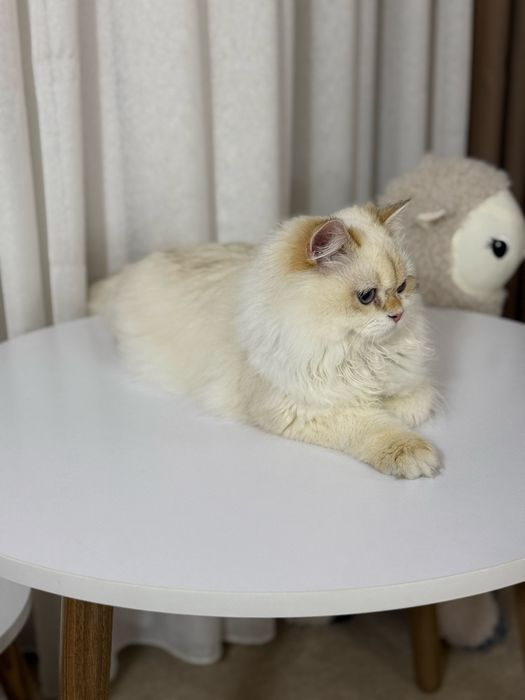 Britanskiy shinshilla Ko’k ko’zli