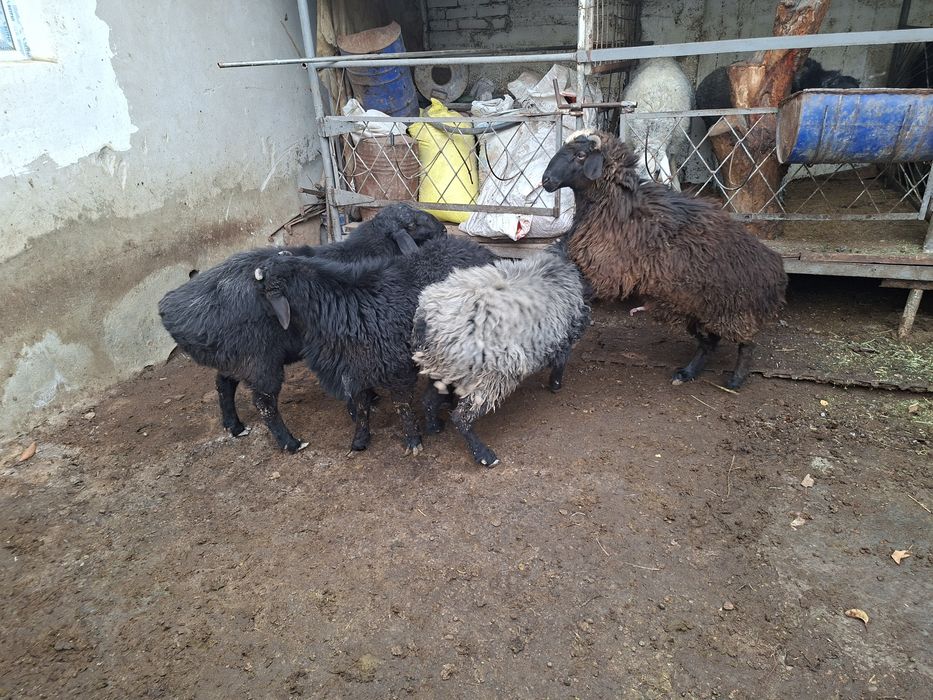 4та кучкор барала сотилади