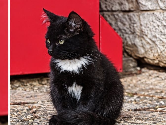 Котенок ищет дом
