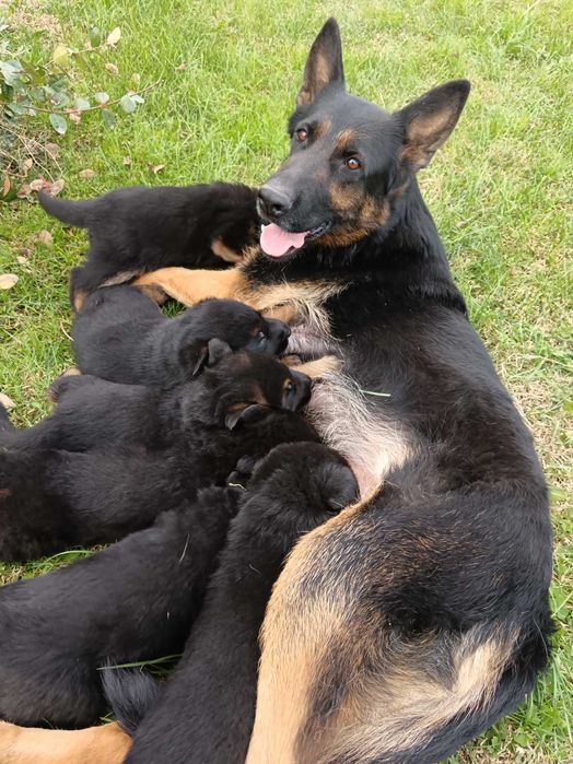 Страхотни малки НОК