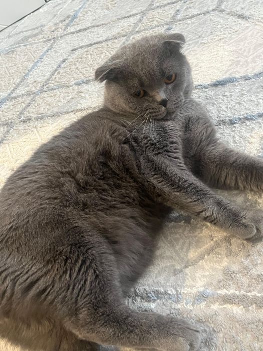 Отдам в хорошие руки