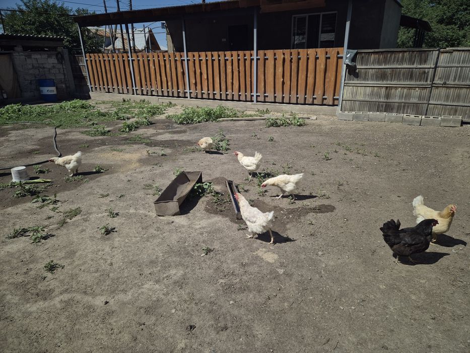 Продаются Домашние куры.