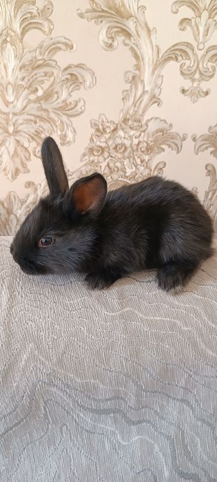 Көжек 1ай болған