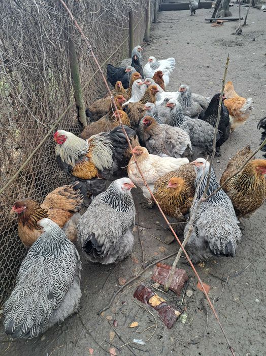 Ouă și găini brahma diverse varietăți de culoare