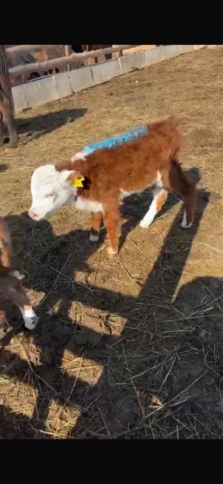 Бузау сатылады.