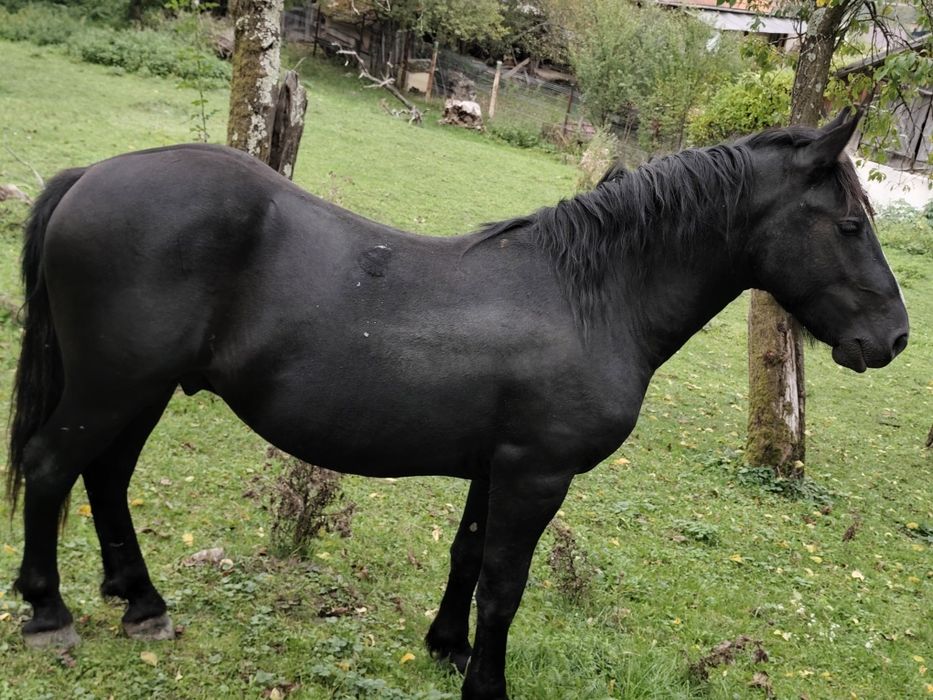 Vând mânz de 2 anii metis de frizian