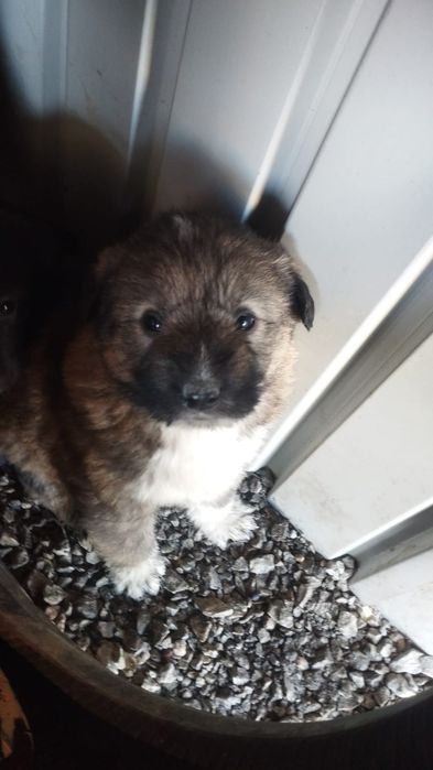 Отдам щенков в дар