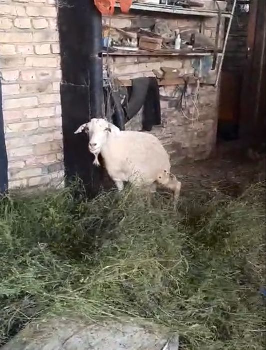 Бараны Баран Козел қошқар, ешкі, ет үшін