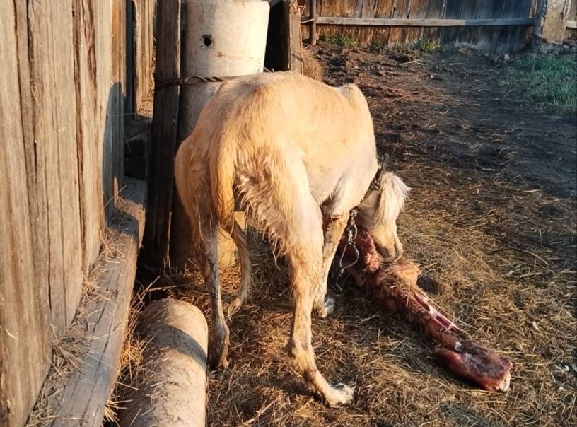 Қаншық Тазы сатылады