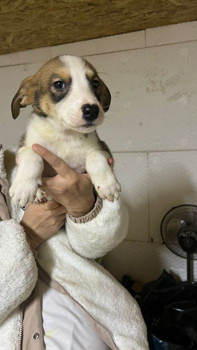 Ищу дом 2м щенкам