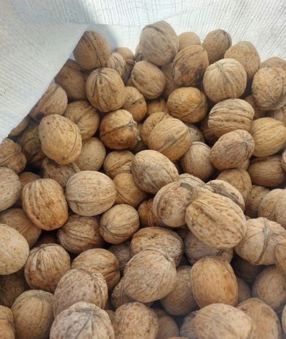 Nuci  de vanzare