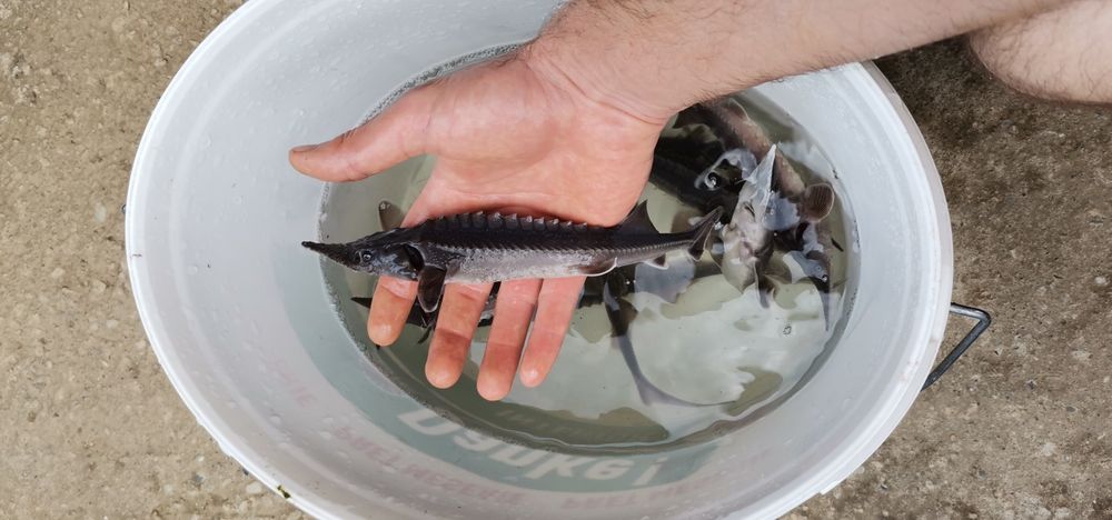 Puiet Sturion Nisetru Siberian 35cm 80g