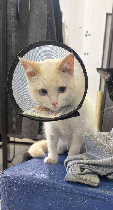 Добрый котик ищет дом