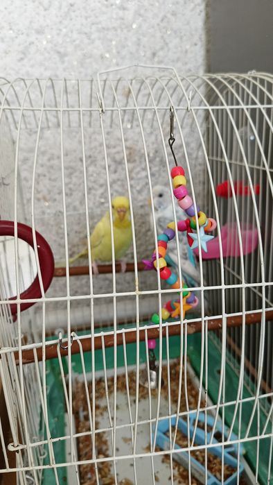 Волнистые попугаи