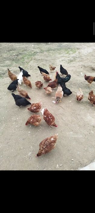 тауық ломон брауын