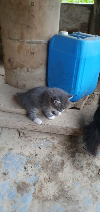 Отдам котят, серая девочка, полосатый мальчик.