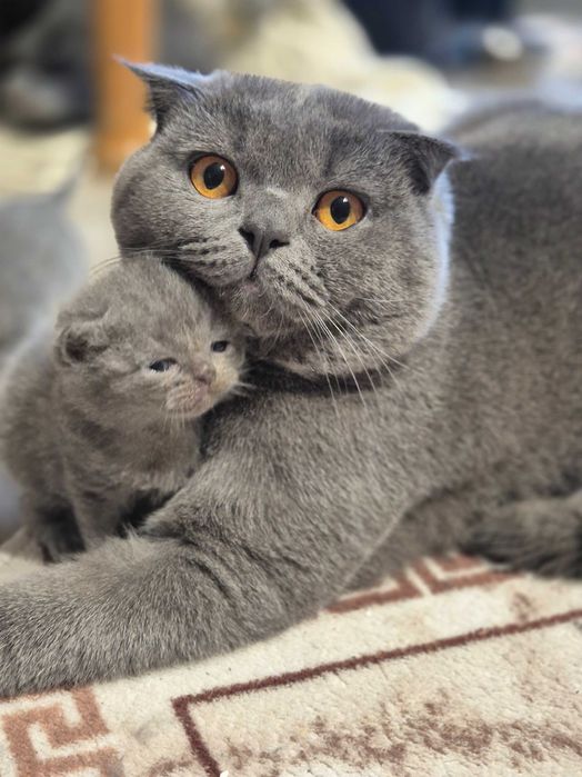 Британски котета