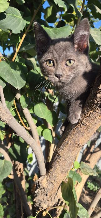 Котенок девочка.