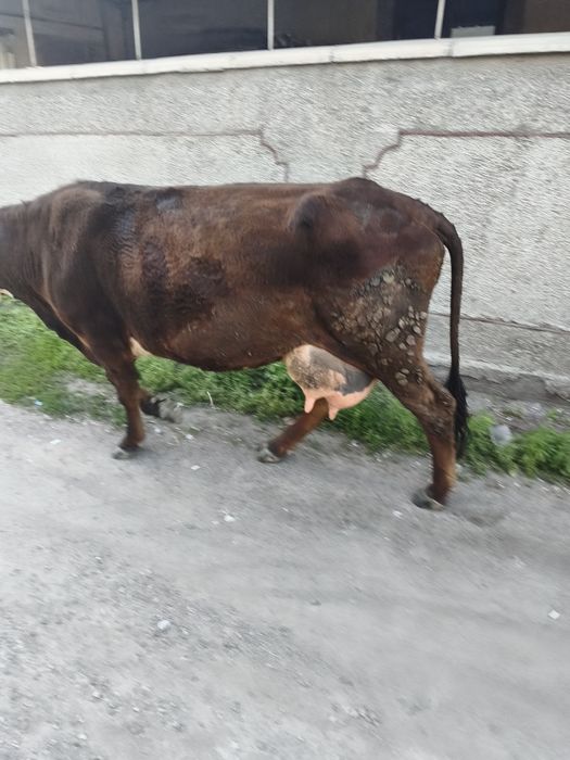 Продам корову и теленка