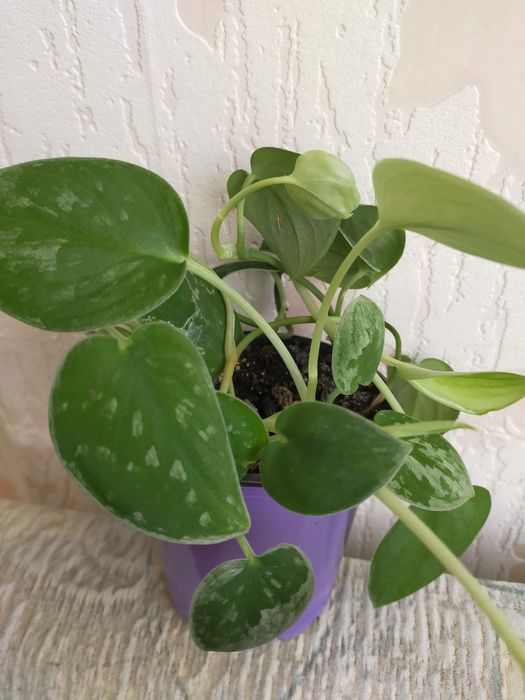 Продам Сциндапсус (Эпипремнум)