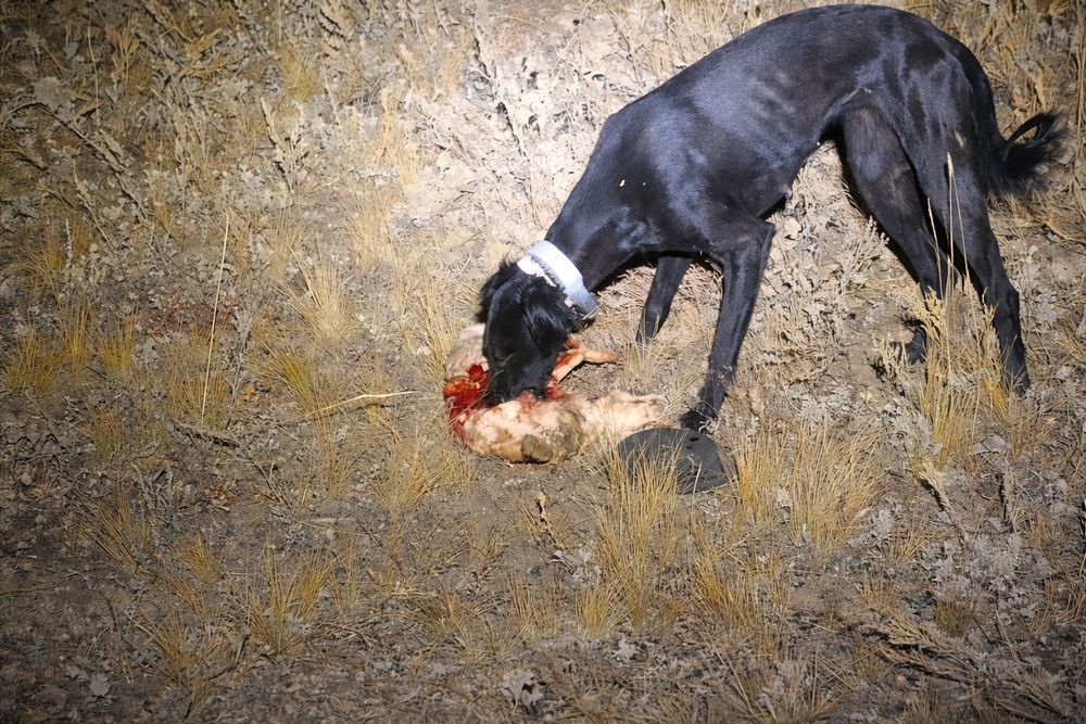 Шашақ тазы сатылады 2жасар еркек