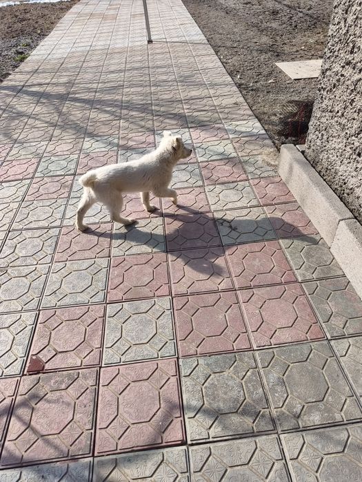 Продам милого щенка