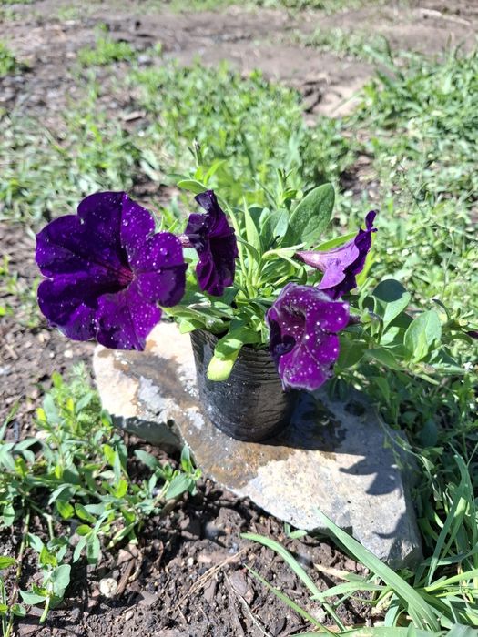 Продам Ампельную петунью в Астане