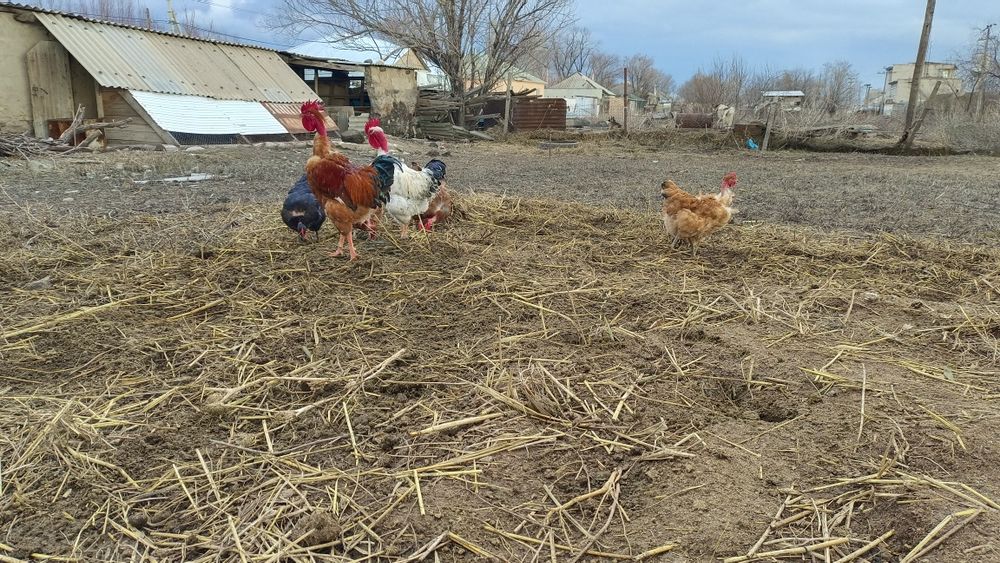 Инкубационные яйца