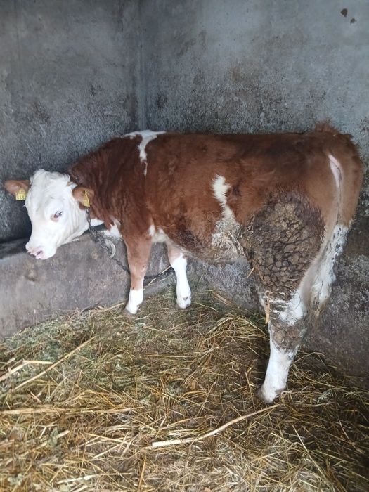 Vand doi vitei si o vitea