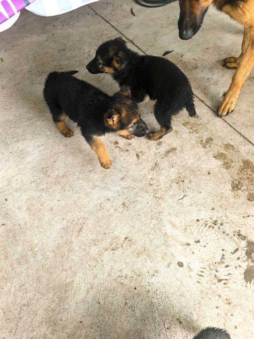 Свободна Немска Овчарка