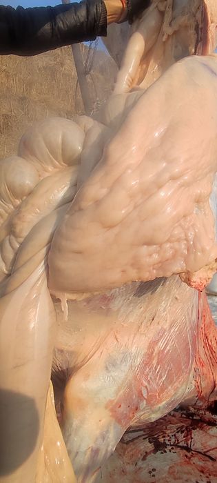 жирные лошади с поля и с откорма