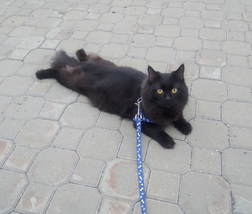 Кот для вязки сибирский