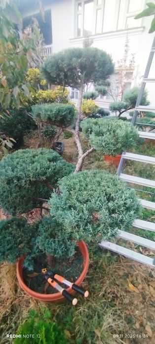 Juniperus kamida 15 yillik