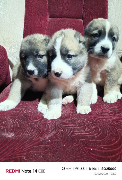 Alabay paroda kuchik bolalari