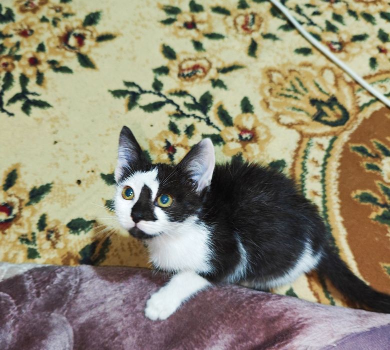 Отдам котёнка в добрые руки.