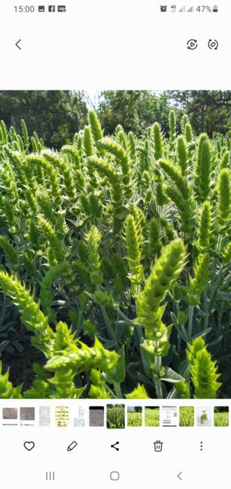 Мурсалски чай разсад