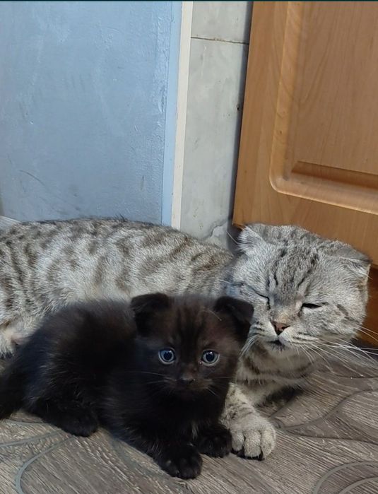 Котята бесплатно