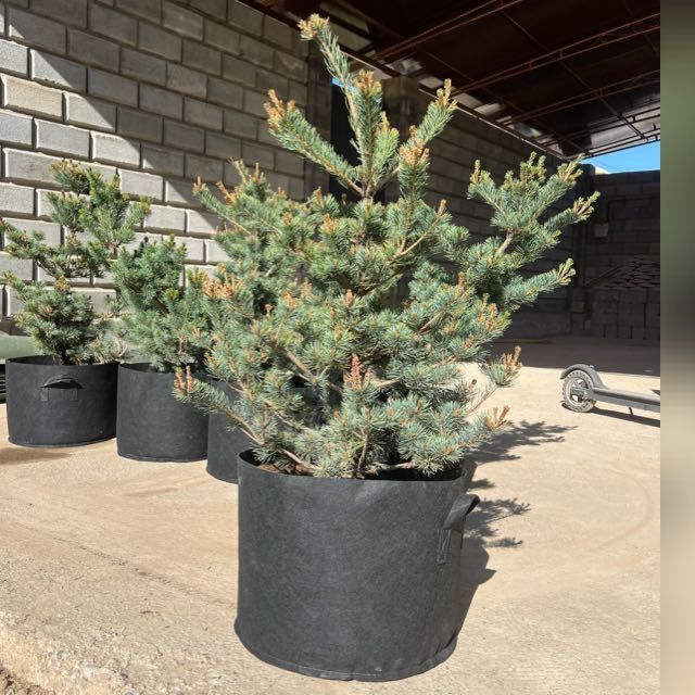 Пятихвойная сосна