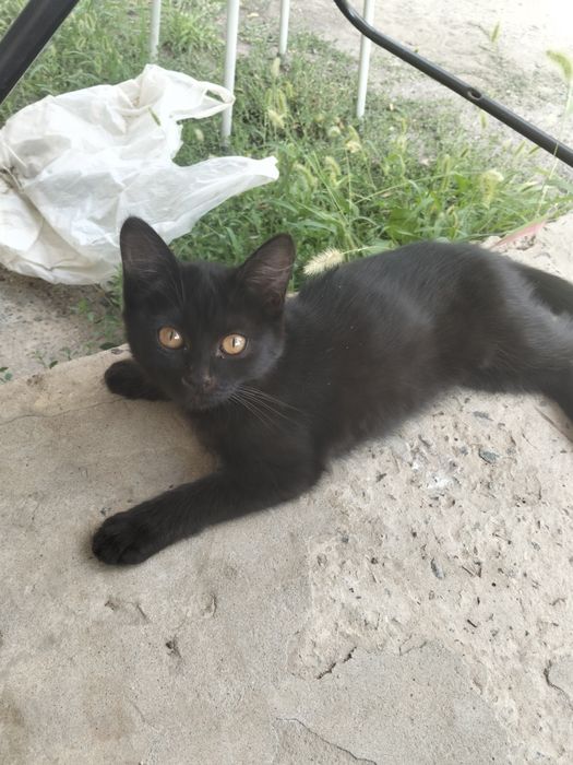 Котята ждут своих хозяев!