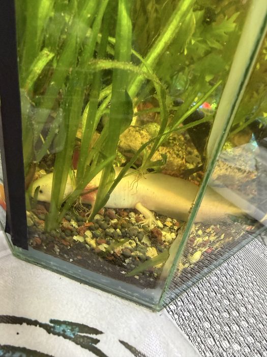 Аксолотль редкий окрас