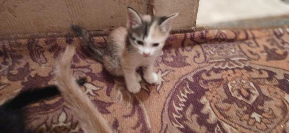 Котята почти 2 месяца