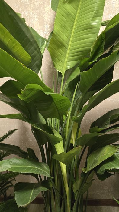 Стрелиция 200 см.