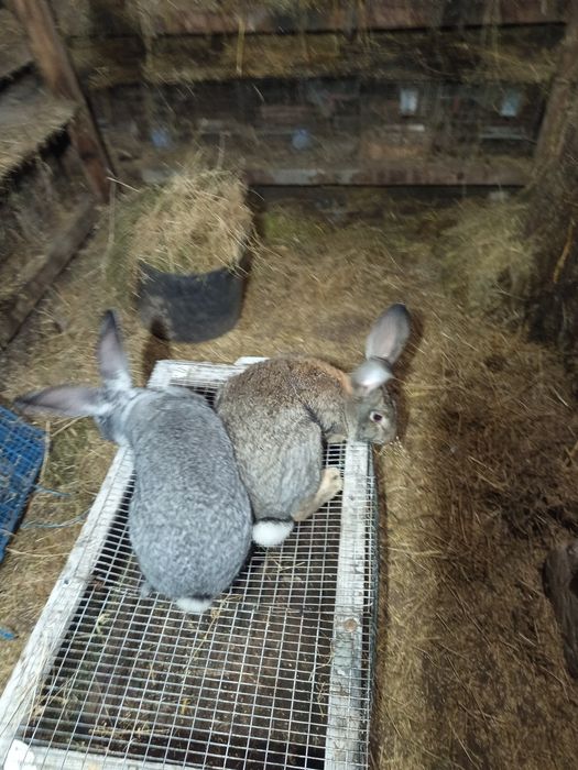 Vând iepuri uriaș german